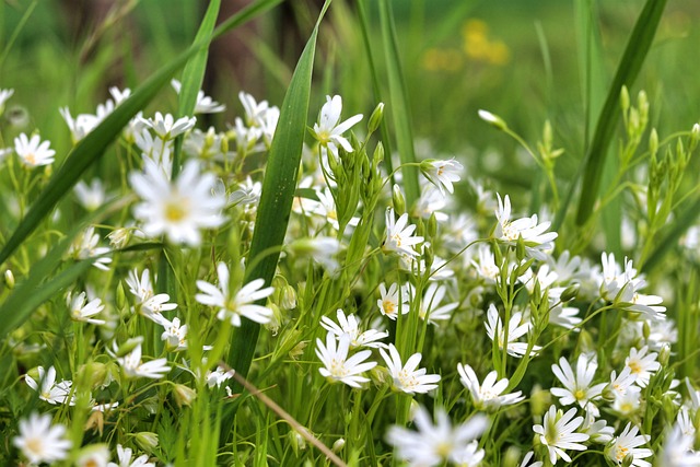 blossoms-6253964_640